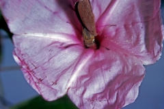 Ipomoea carnea subsp. fistulosa with Asbolis capucinus; Photo credit: Daniel Austin (1)