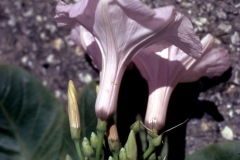 Ipomoea carnea subsp. fistulosa; Photo credit: Daniel Austin (6)