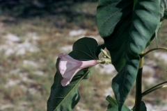 Ipomoea carnea subsp. fistulosa; Photo credit: Daniel Austin (7)