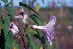 Ipomoea carnea subsp. fistulosa; Photo credit: Daniel Austin (1)