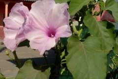 Ipomoea carnea subsp. fistulosa; Photo credit: Mihai Costea
