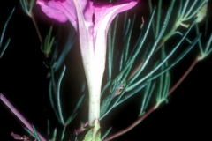 Ipomoea capillacea; Photo credit: Daniel Austin