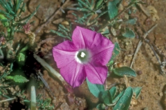Ipomoea capillacea; Photo credit: Daniel Austin