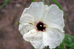 Ipomoea chilopsidis;Photo credit: Michael Wilson