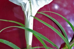 Ipomoea chilopsidis;Photo credit: Michael Wilson
