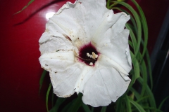 Ipomoea chilopsidis;Photo credit: Michael Wilson