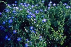 Ipomoea cardiophylla; Photo credit: Daniel Austin