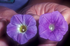 Ipomoea cardiophylla vs. I. hederacea; Photo credit: Daniel Austin