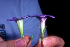 Ipomoea cardiophylla vs. I. hederacea; Photo credit: Daniel Austin