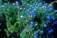 Ipomoea cardiophylla; Photo credit: Daniel Austin