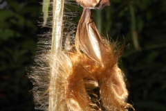 Ipomoea clavata; Photo credit: Barry Hammel