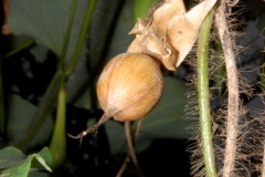 Ipomoea clavata; Photo credit: Barry Hammel