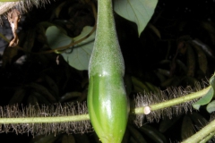 Ipomoea clavata; Photo credit: Barry Hammel
