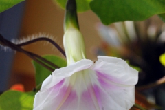 Ipomoea clavata; Photo credit: Barry Hammel