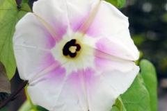 Ipomoea clavata; Photo credit: Barry Hammel
