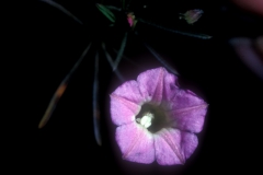 Ipomoea costellata; Photo credit: Daniel Austin