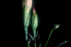 Ipomoea costellata; Photo credit: Daniel Austin