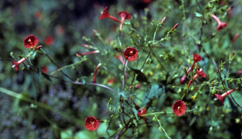 Ipomoea cristulata; Photo credit: Tom Van Devender