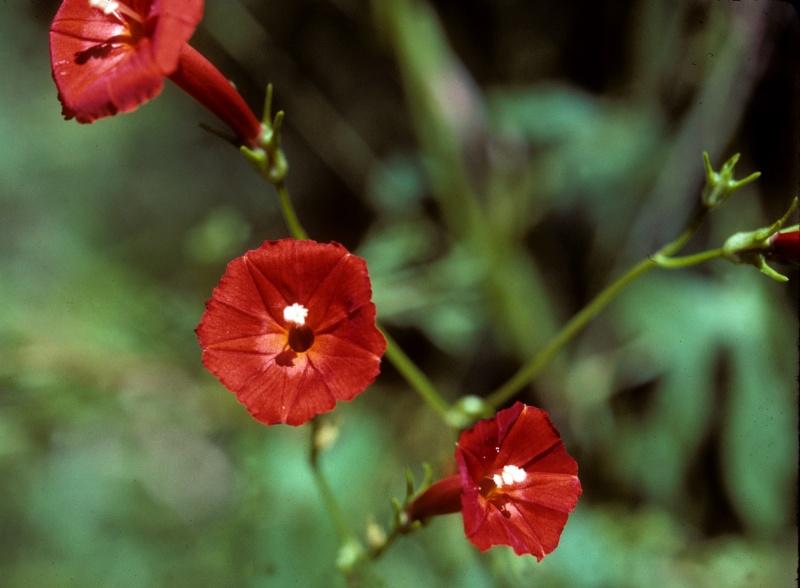 Ipomoea cristulata; Photo credit: Tom Van Devender