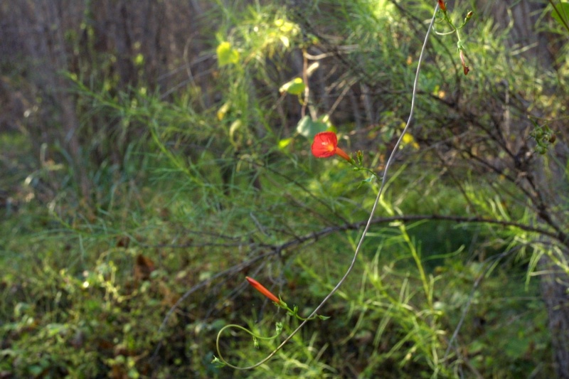 Ipomoea cristulata; Photo credit: JesÃºs SÃ¡nchez-Escalante (2)