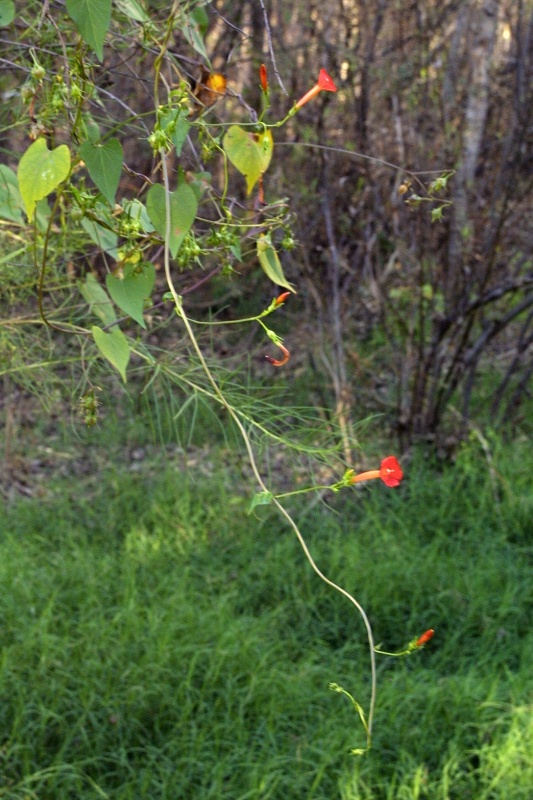 Ipomoea cristulata; Photo credit: JesÃºs SÃ¡nchez-Escalante (2)