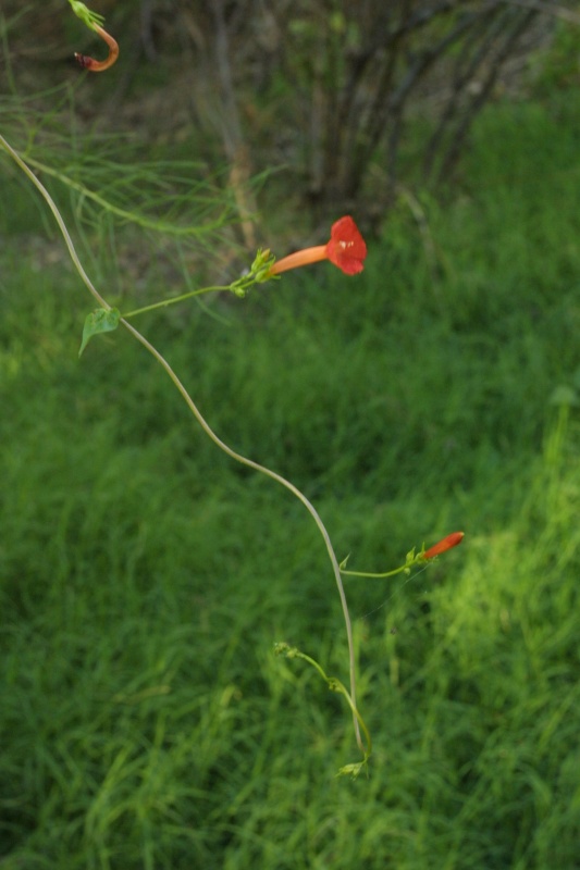 Ipomoea cristulata; Photo credit: JesÃºs SÃ¡nchez-Escalante (2)
