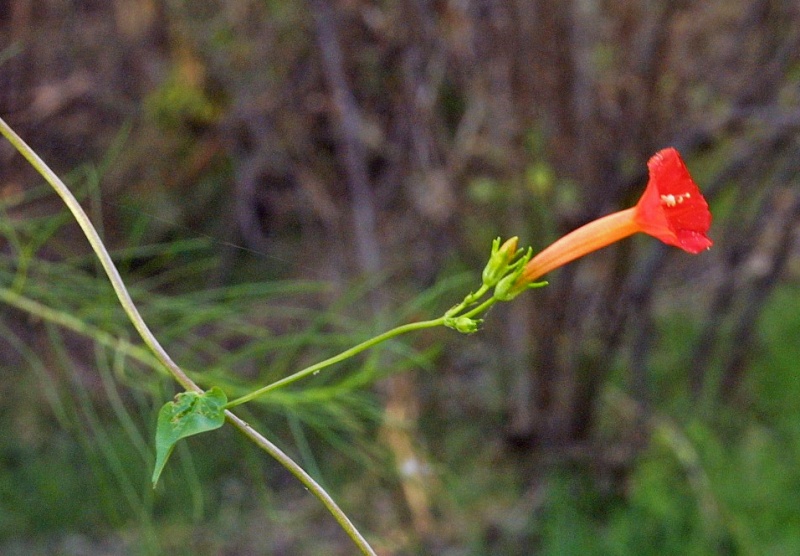 Ipomoea cristulata; Photo credit: JesÃºs SÃ¡nchez-Escalante (2)