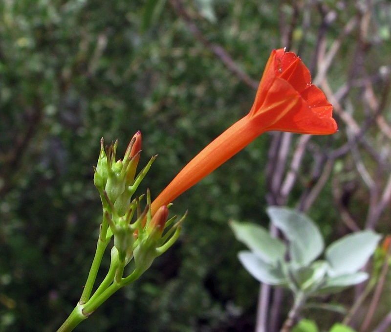 Ipomoea cristulata; Photo credit: JesÃºs SÃ¡nchez-Escalante (1)
