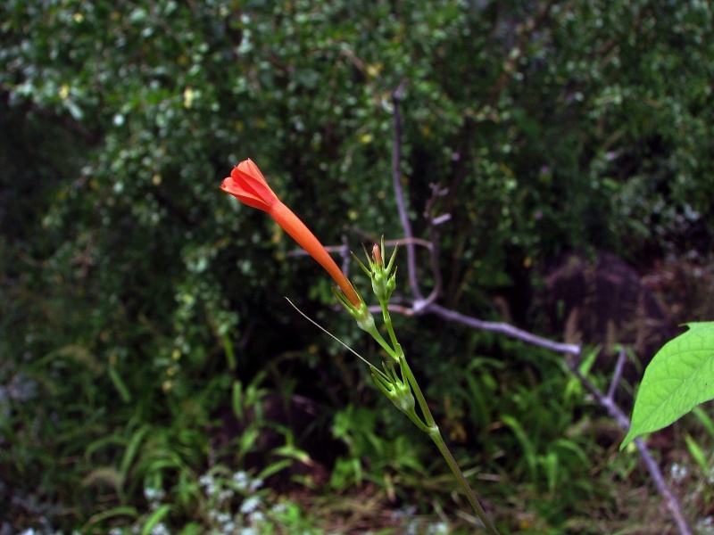 Ipomoea cristulata; Photo credit: JesÃºs SÃ¡nchez-Escalante (1)