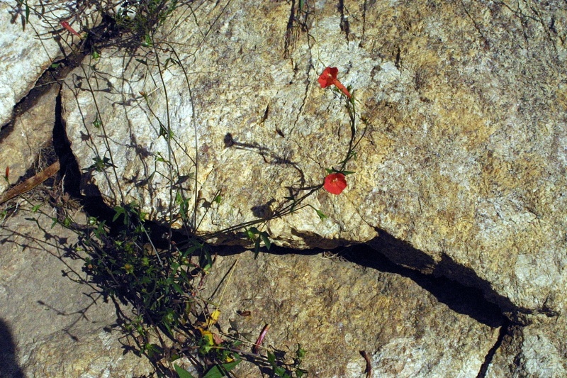 Ipomoea cristulata; Photo credit: JesÃºs SÃ¡nchez-Escalante (3)