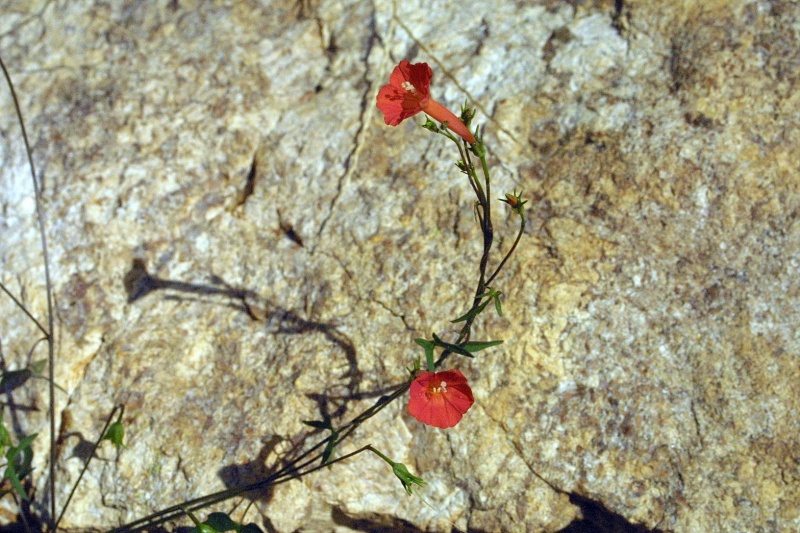 Ipomoea cristulata; Photo credit: JesÃºs SÃ¡nchez-Escalante (3)