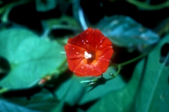 Ipomoea cristulata; Photo credit: Daniel Austin
