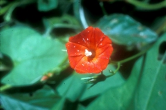 Ipomoea cristulata; Photo credit: Daniel Austin