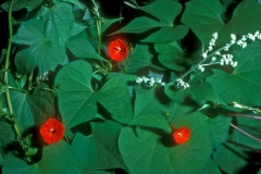 Ipomoea cristulata; Photo credit: Daniel Austin