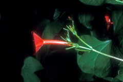 Ipomoea cristulata; Photo credit: Daniel Austin