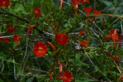 Ipomoea cristulata; Photo credit: Michael Chamberland