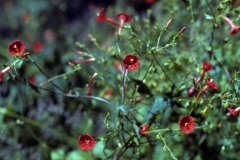 Ipomoea cristulata; Photo credit: Tom Van Devender