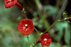 Ipomoea cristulata; Photo credit: Tom Van Devender
