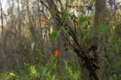 Ipomoea cristulata; Photo credit: JesÃºs SÃ¡nchez-Escalante (2)