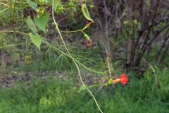 Ipomoea cristulata; Photo credit: JesÃºs SÃ¡nchez-Escalante (2)