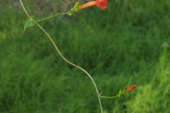 Ipomoea cristulata; Photo credit: JesÃºs SÃ¡nchez-Escalante (2)