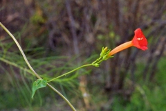 Ipomoea cristulata; Photo credit: JesÃºs SÃ¡nchez-Escalante (2)