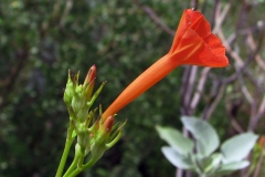 Ipomoea cristulata; Photo credit: JesÃºs SÃ¡nchez-Escalante (1)