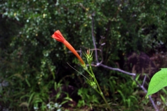 Ipomoea cristulata; Photo credit: JesÃºs SÃ¡nchez-Escalante (1)