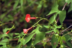 Ipomoea cristulata; Photo credit: JesÃºs SÃ¡nchez-Escalante (3)