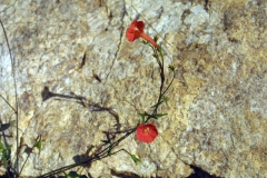 Ipomoea cristulata; Photo credit: JesÃºs SÃ¡nchez-Escalante (3)