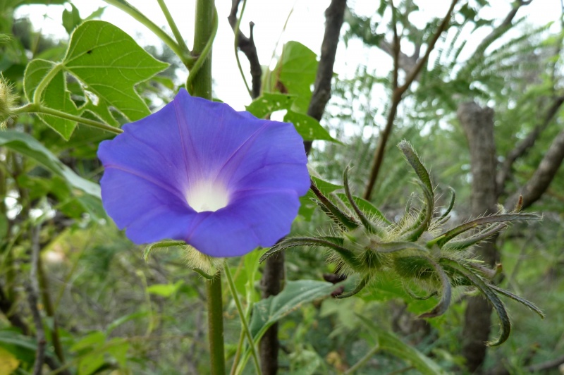 Ipomoea hederacea; Photo credit: Ana Lilia Reina-Guererro
