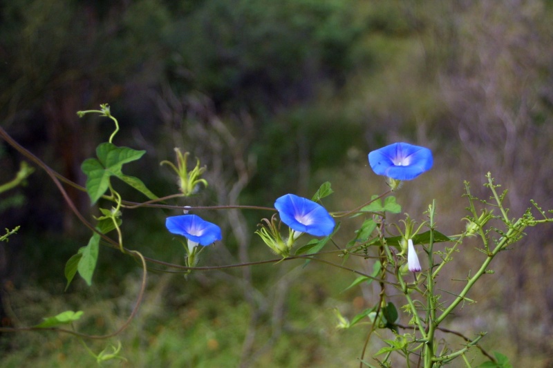 Ipomoea hederacea; Photo credit: JesÃºs SÃ¡nchez-Escalante (1)