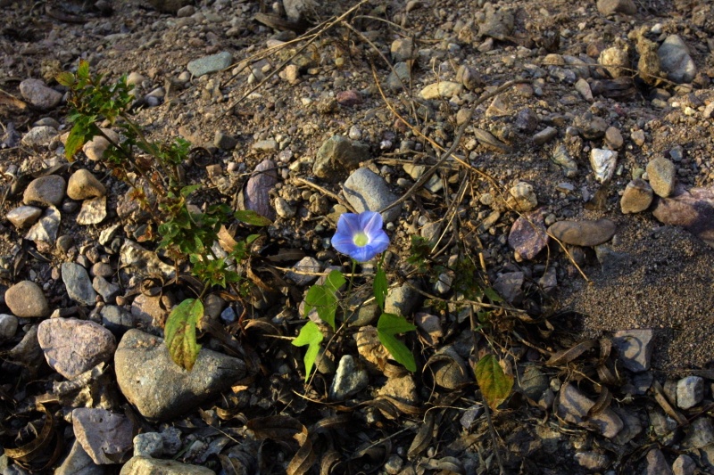 pomoea hederacea; Photo credit: JesÃºs SÃ¡nchez-Escalante (3)