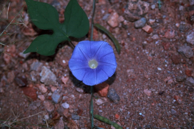 Ipomoea hederacea; Photo credit: Laura Moreno